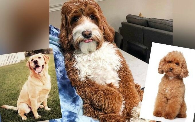 20 фото несподіваних гібридів порід собак