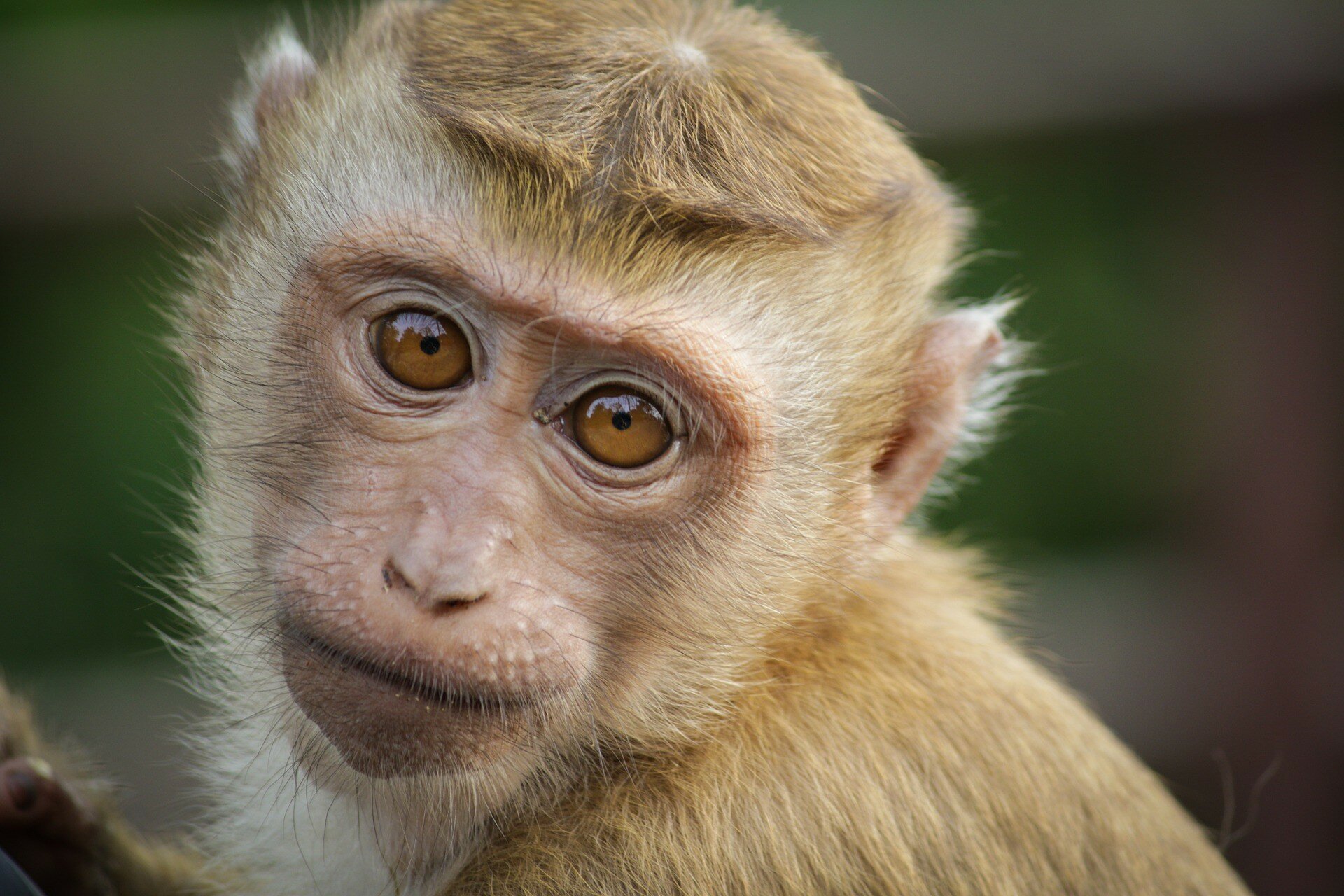 Через COVID-19 в США дефіцит лабораторних мавп