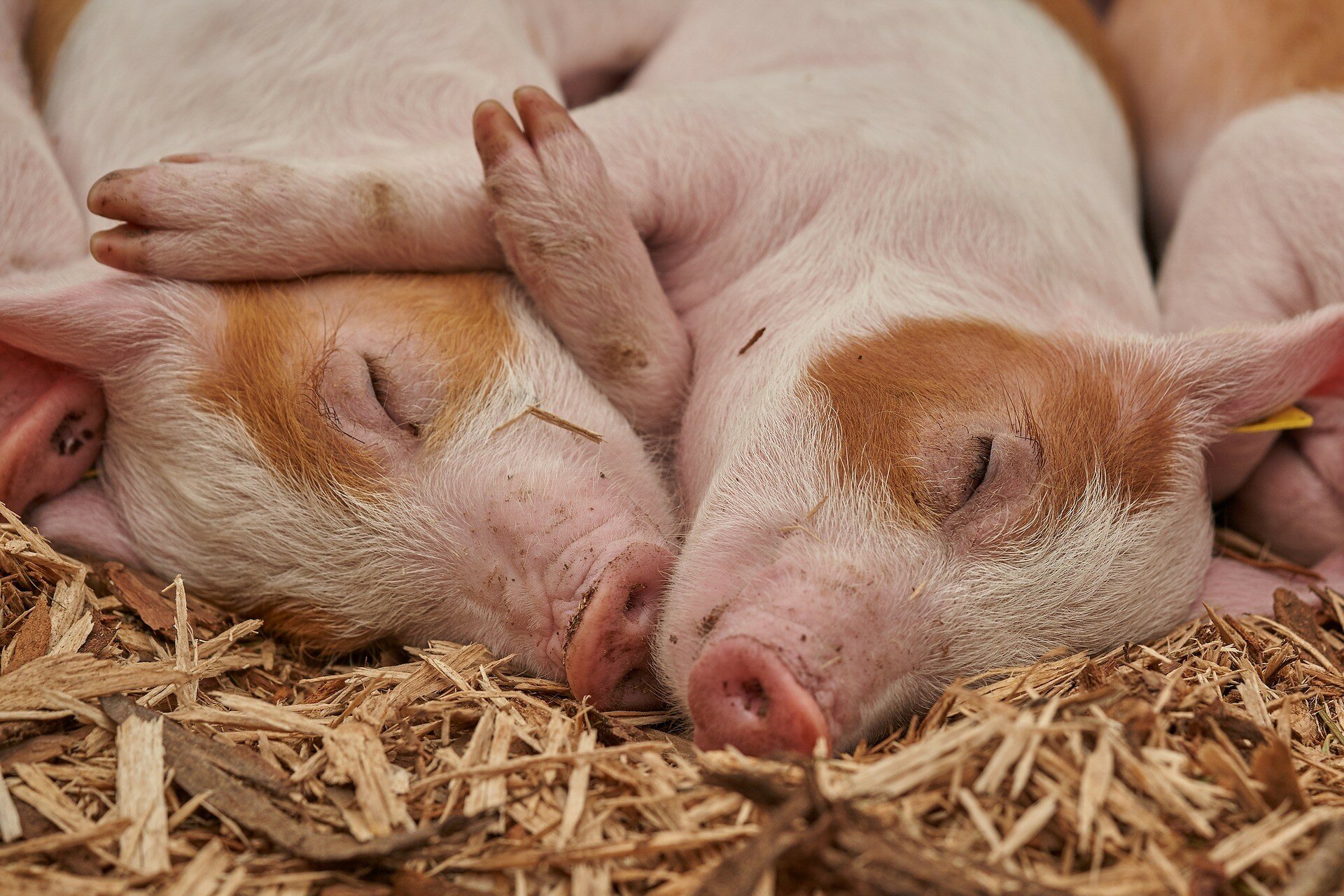 Здешевлення свиней: як позначиться на ціні продукції