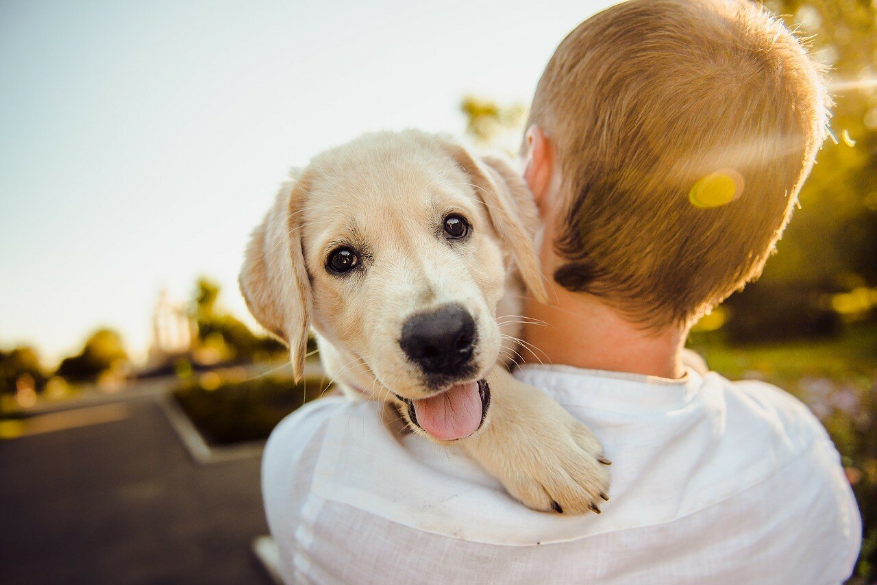 Ученые выяснили, как собаки реагируют на голос хозяина