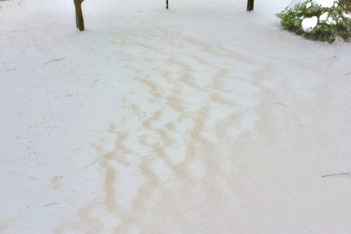 У США випав коричневий сніг (фото)