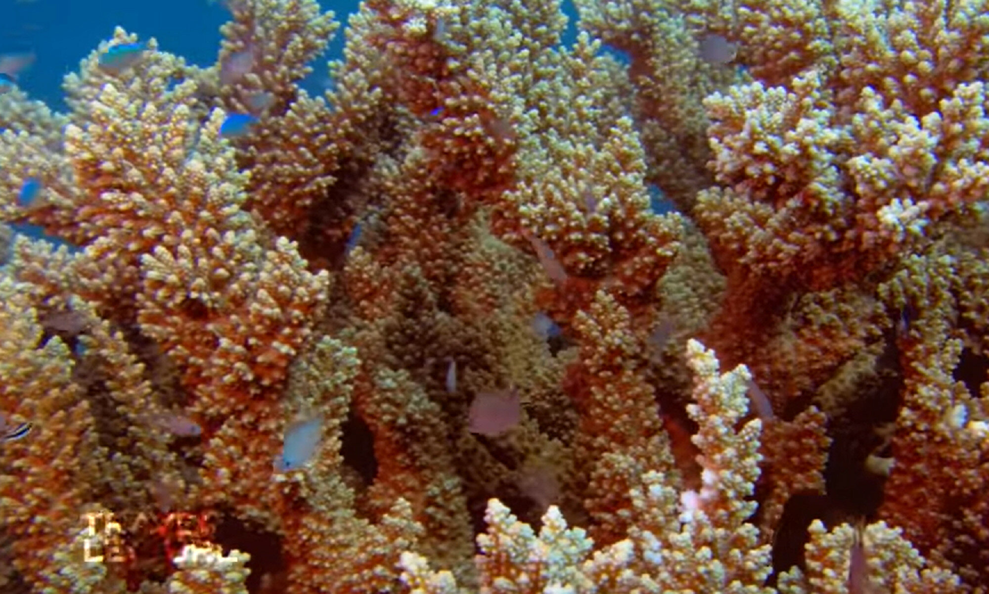 В Австралии нашли громадный коралловый риф