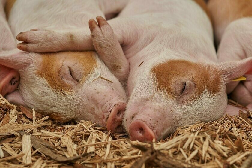 Україна відкрила новий ринок збуту свинини