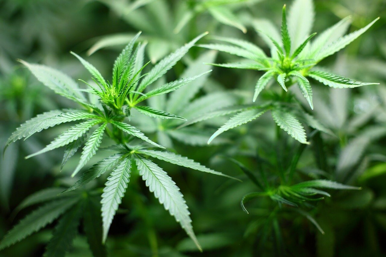 Зачем Зеленскому легализация марихуаны