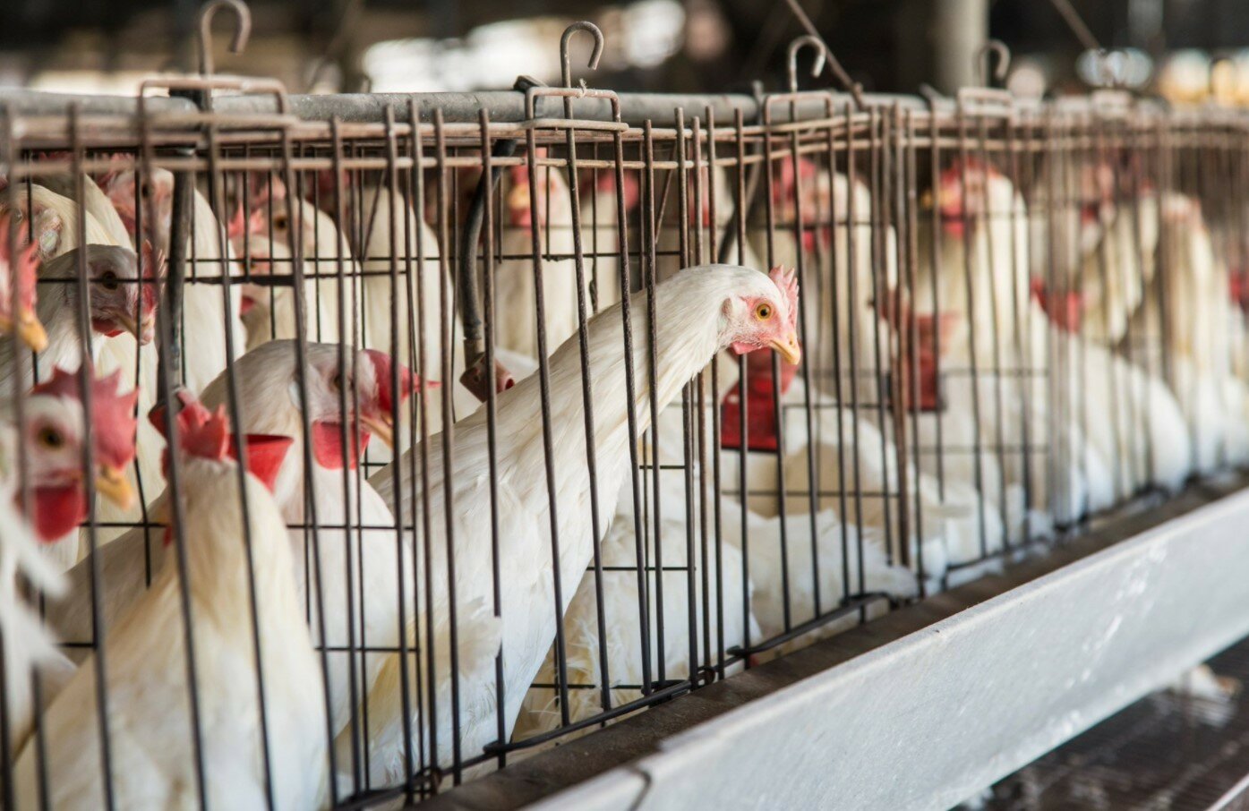 В Болгарии избавляются от польской курятины