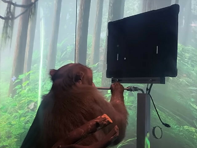 Мавпа з імплантованим нейрочипом стала геймером: ВІДЕО