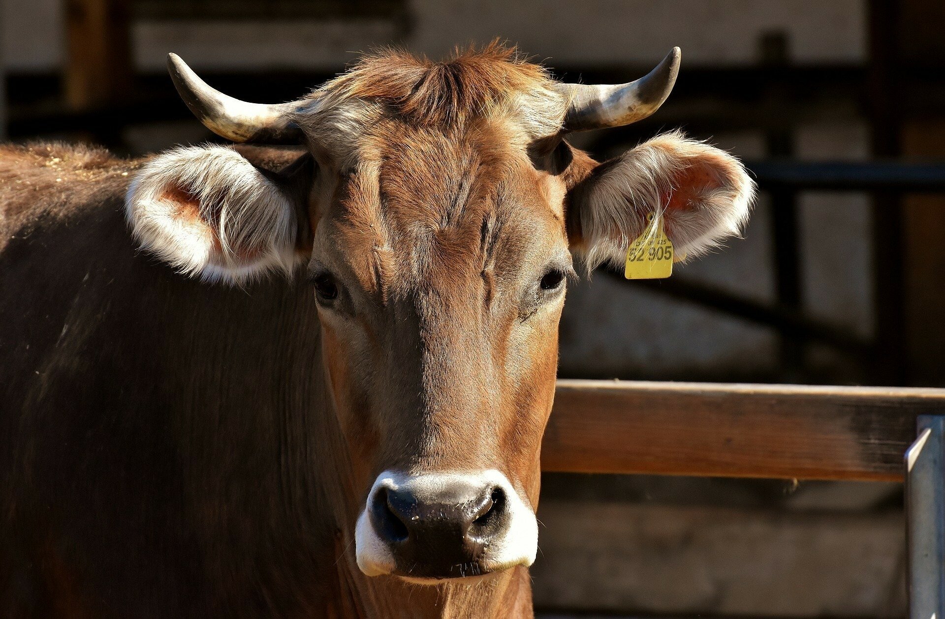 ВОЗ призвала страны прекратить торговлю животными в связи с пандемией