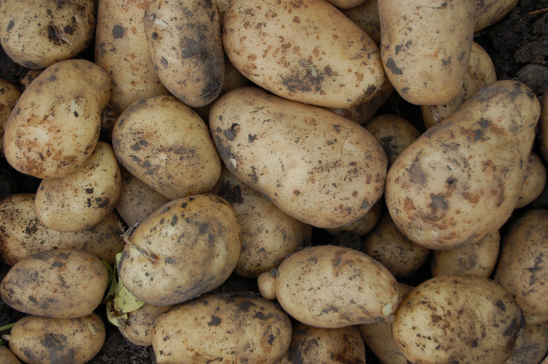 В Україні падають ціни на картоплю: названо причину