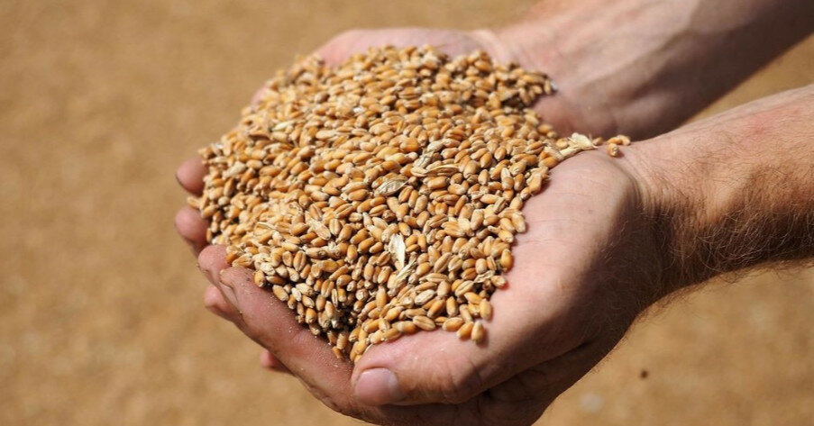 Україна прогнозують рекордний урожай зерна