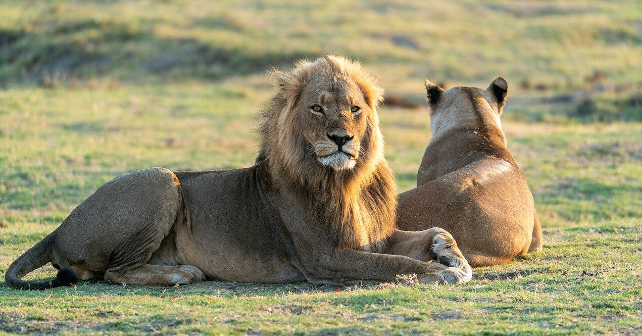 В Индии восемь львов заразились коронавирусом