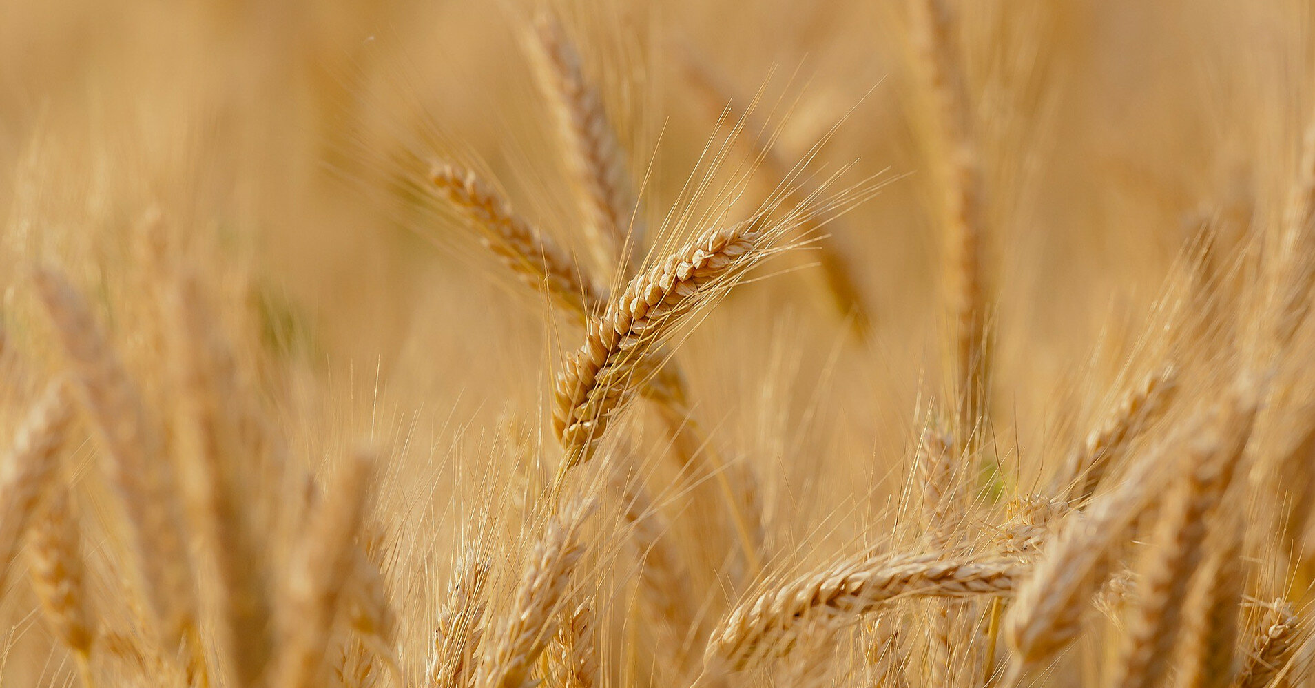 Україна вперше в історії очолила Міжнародну раду з зерна