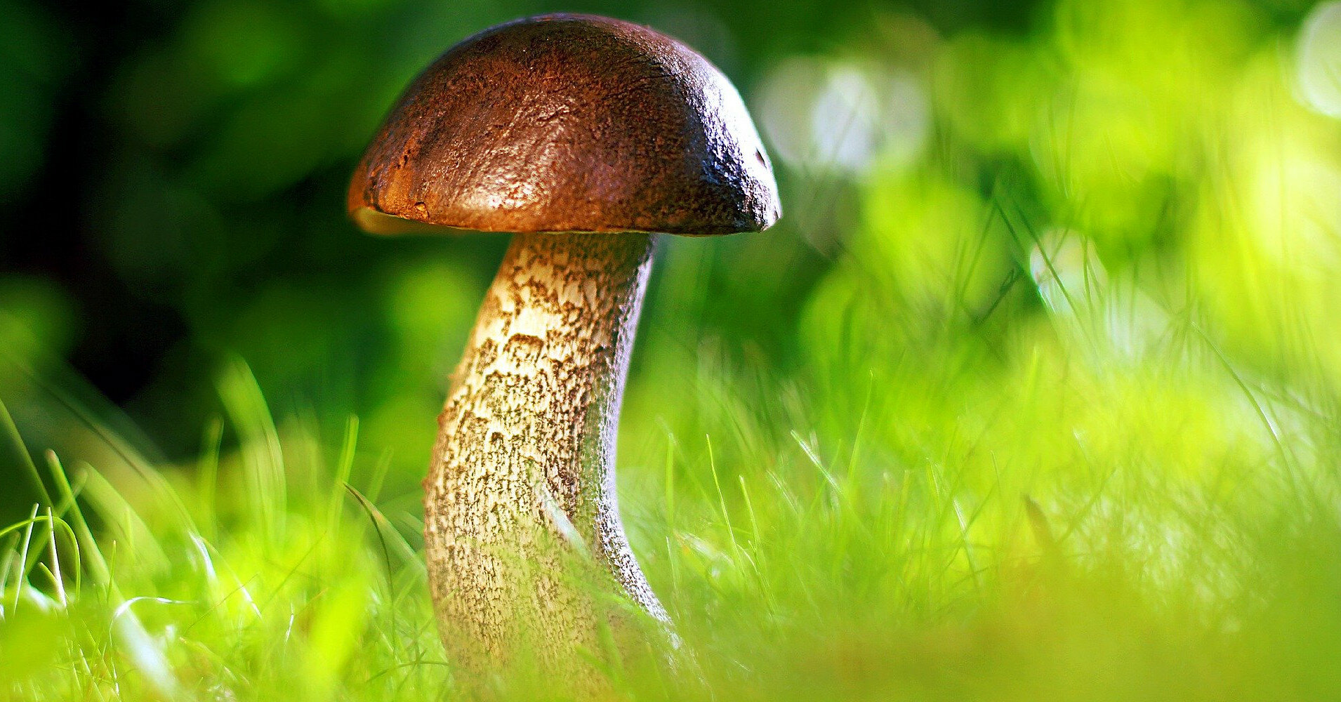Осторожно, грибы: как выбрать, чтобы не отравиться