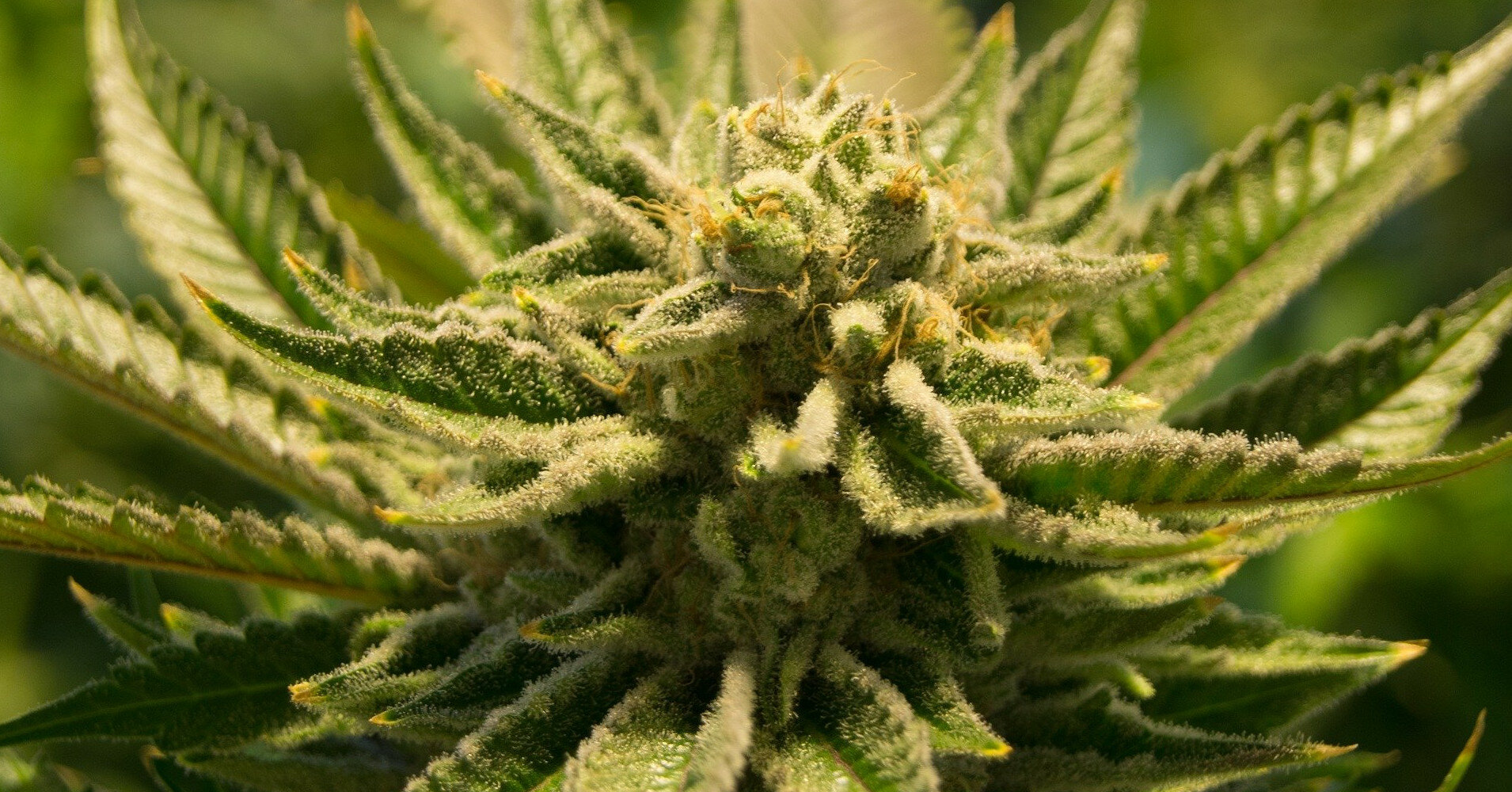 В штате Вашингтон дают марихуану за укол от COVID-19