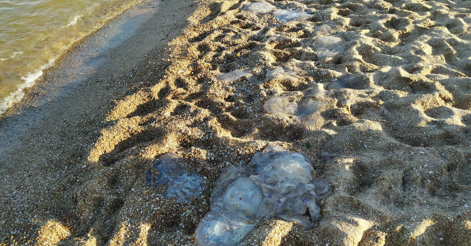 На Азовському морі придумали, як боротися з медузами