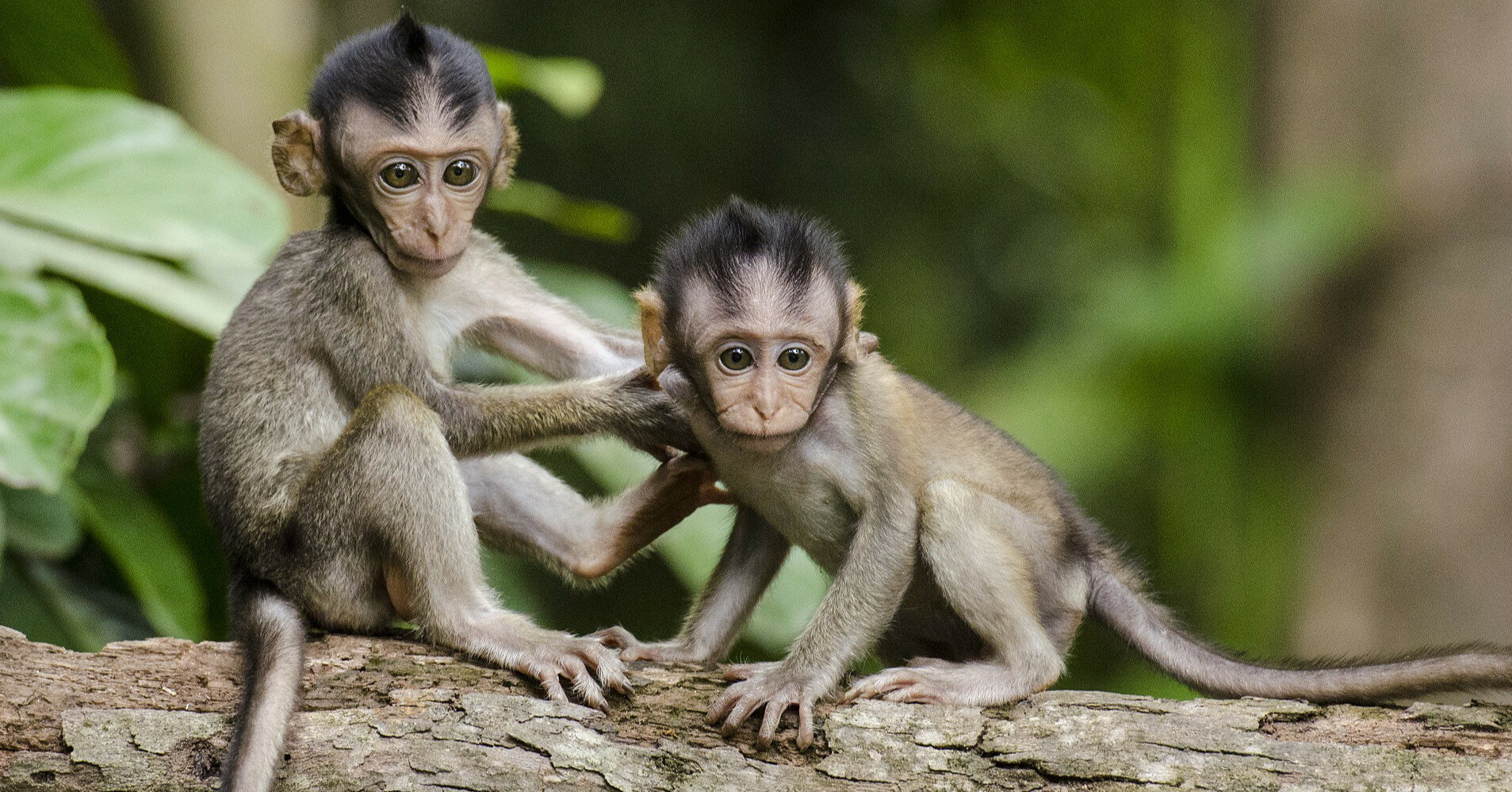 У Китаї зафіксували першу смерть від вірусу мавпи