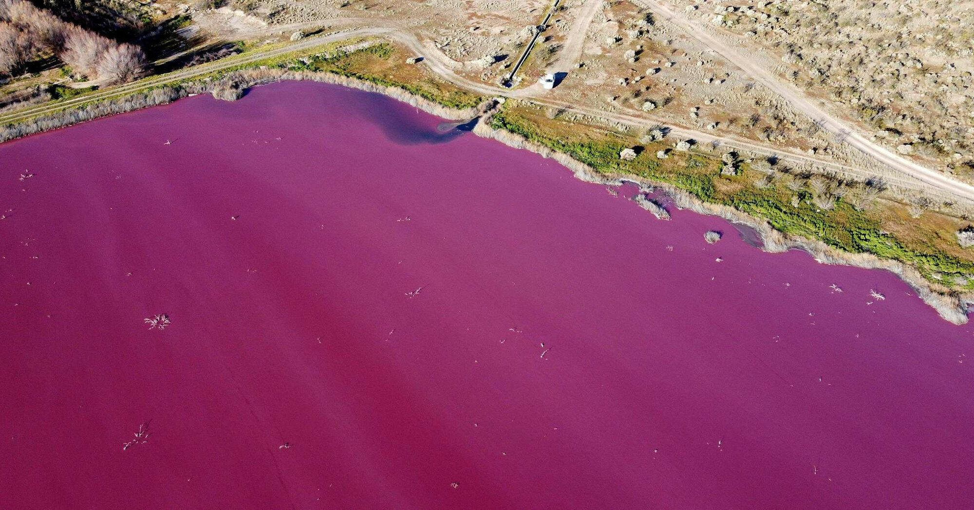 В Аргентине лагуна стала розовой из-за опасных отходов
