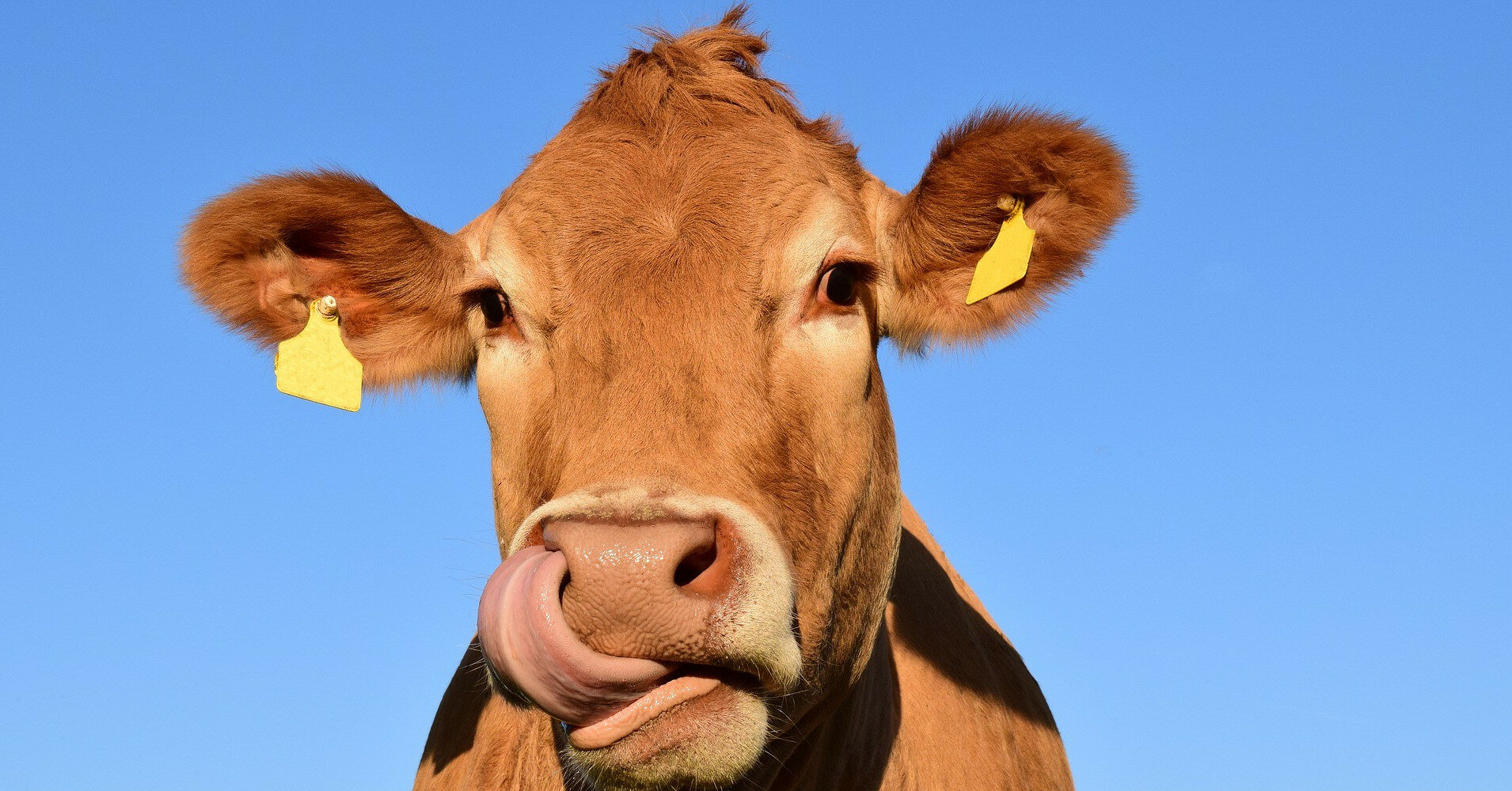 В США заметили легковушку с коровой на заднем сиденье