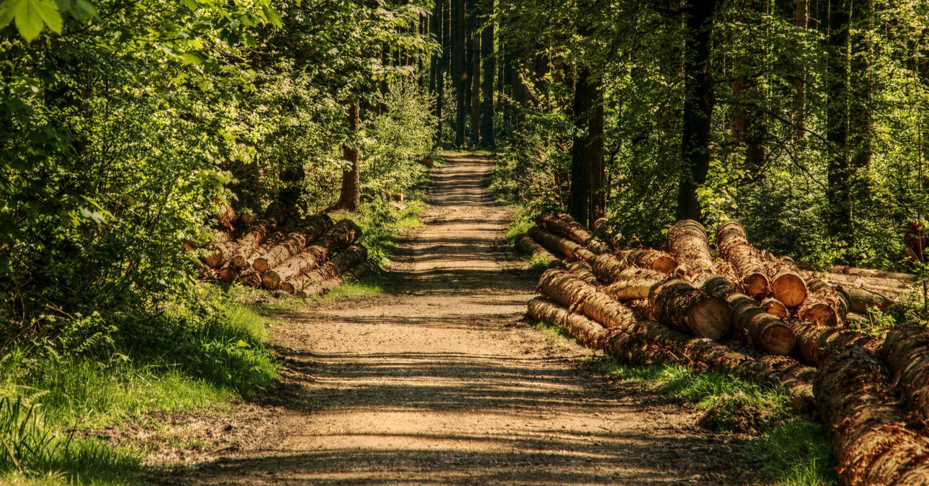 У ЄС хочуть ввести мораторій на експорт лісу: із чим пов'язано