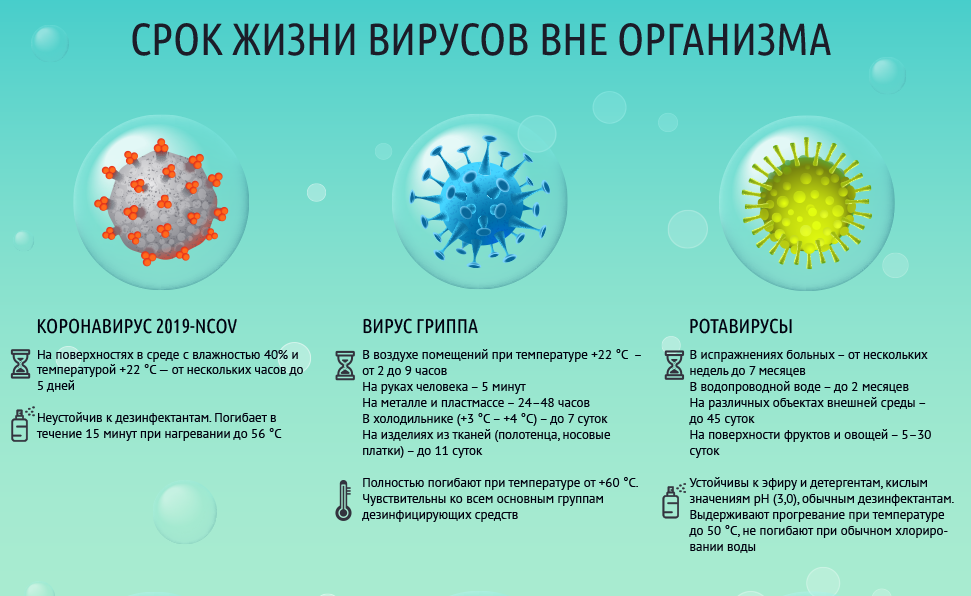 Вирусы. Вирус гриппа. Коронавирус. Вирусы гриппа живут в окружающей среде.