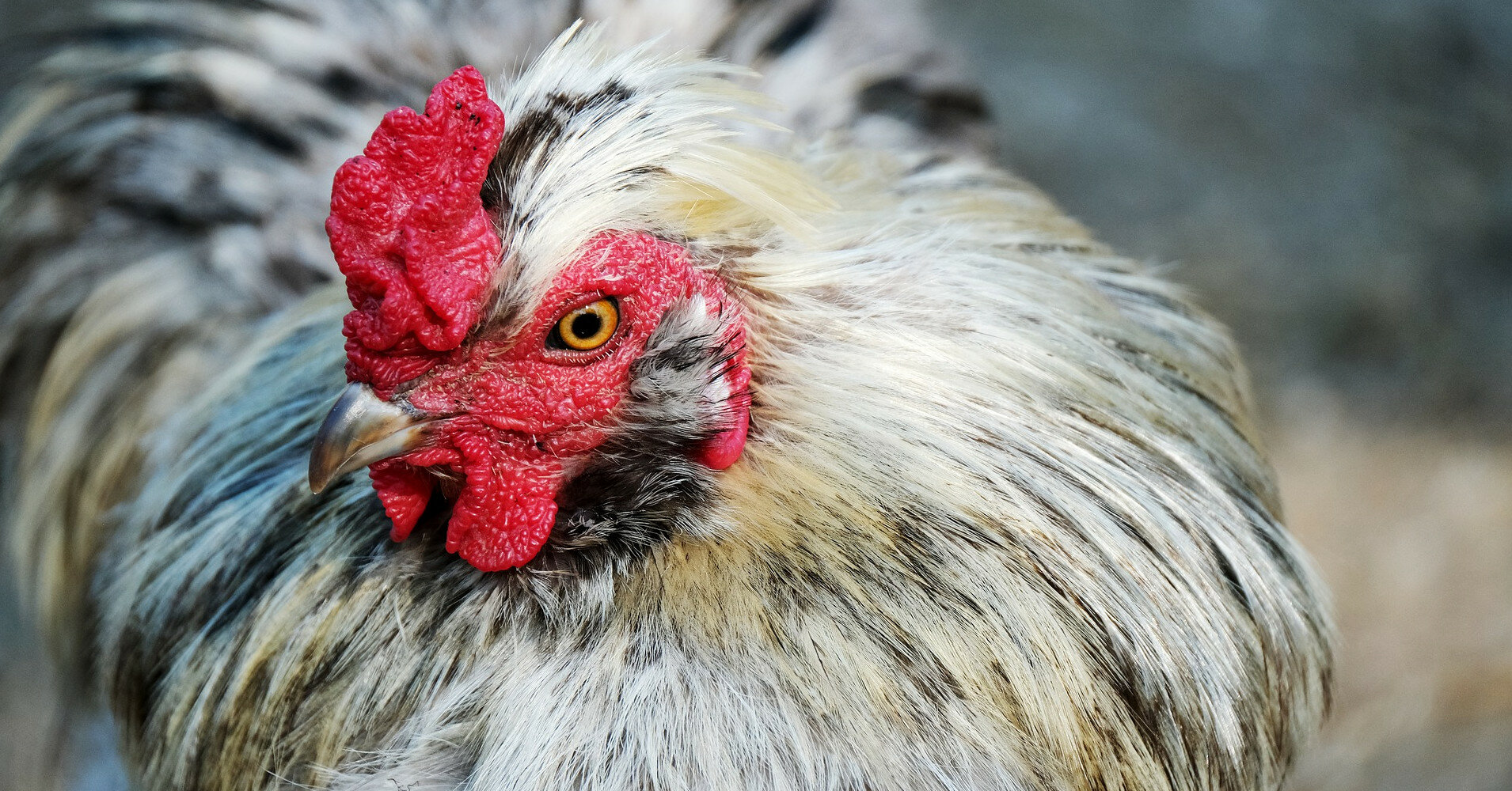 В Украину завезли из Польши более 1,5 тонны опасной курятины