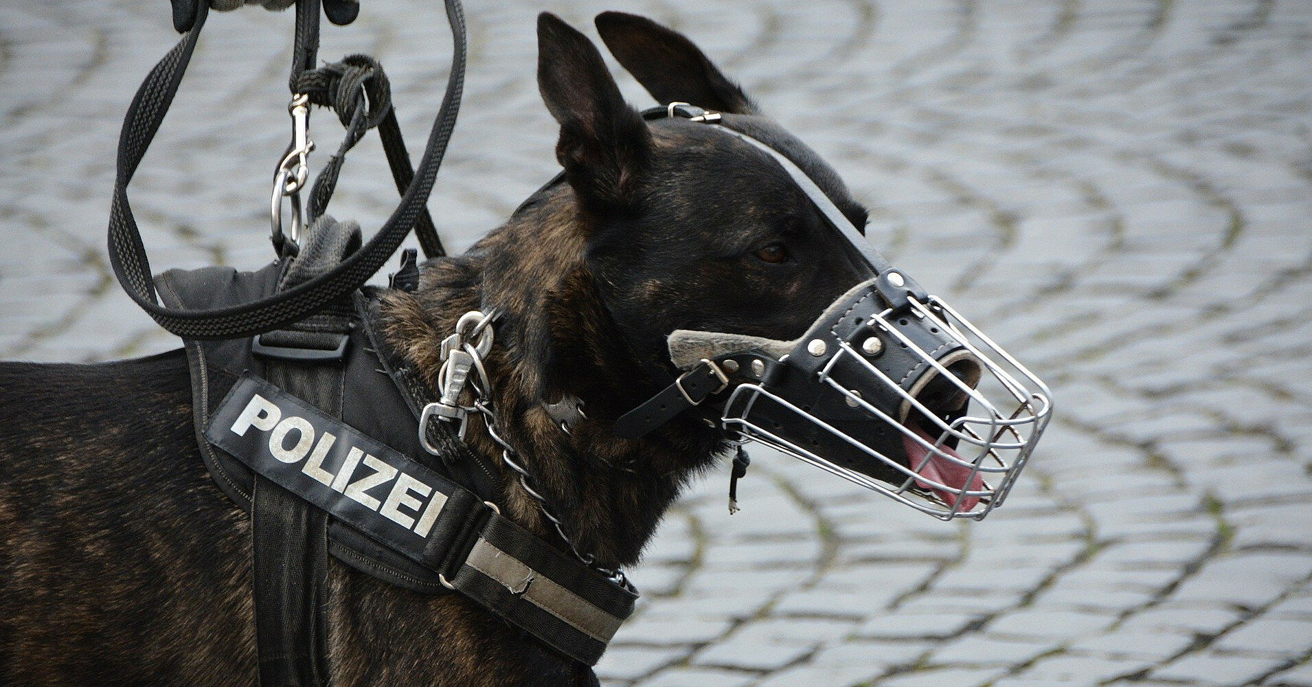 Немецких полицейских собак отстранили от службы