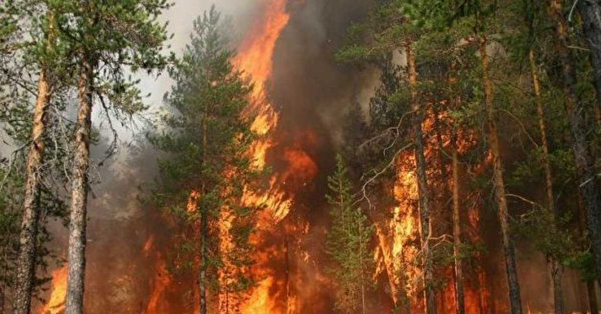На Херсонщині продовжуються лісові пожежі