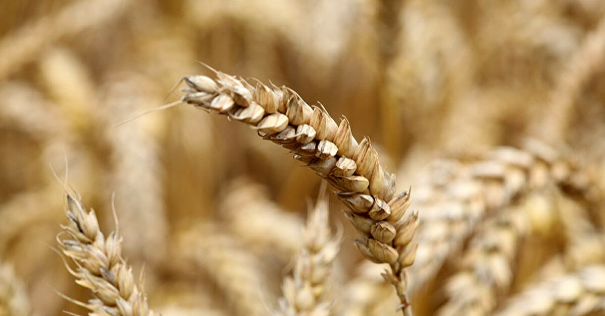 Туреччина досягла прогресу з Росією щодо вивезення українського зерна