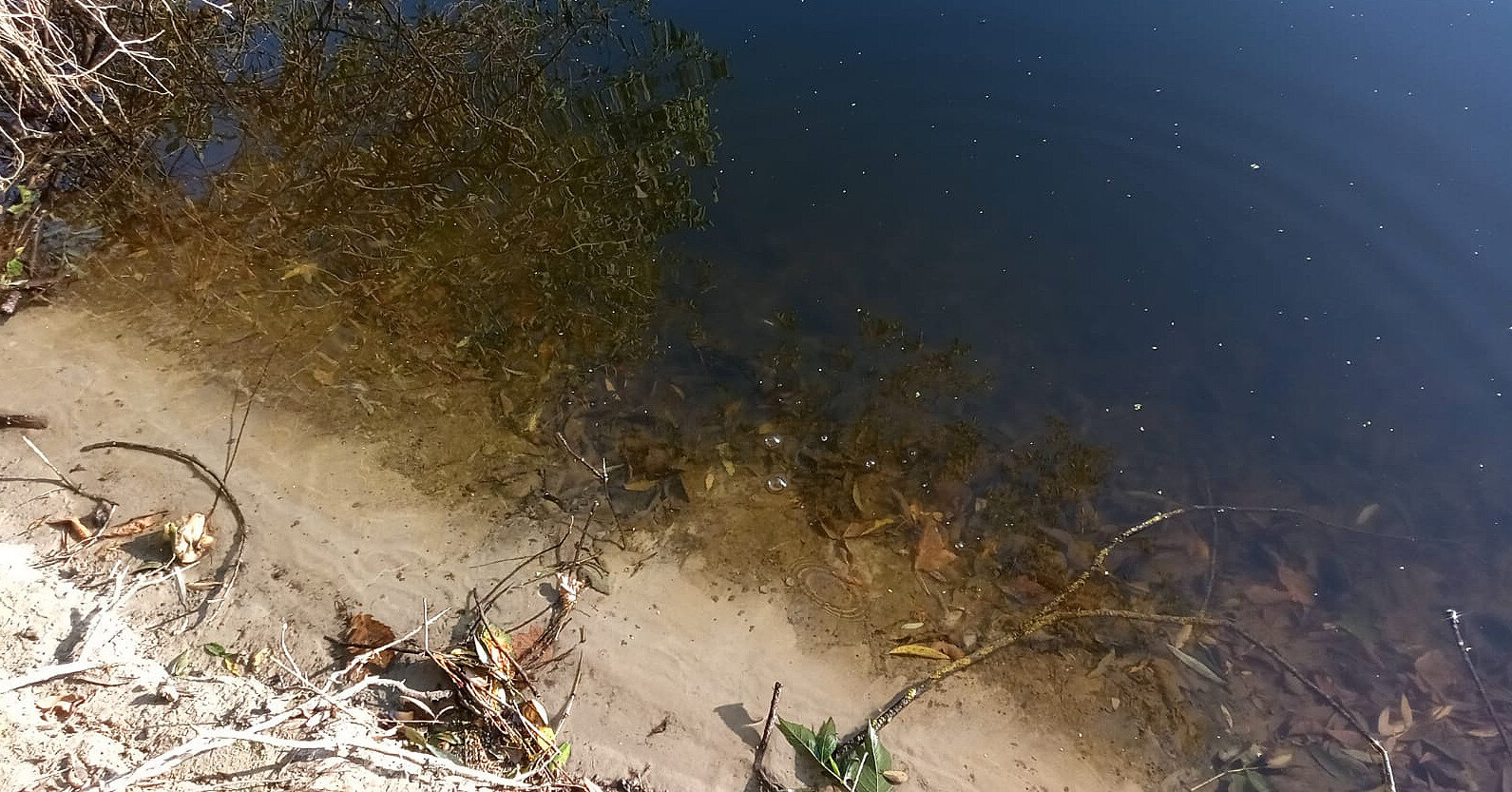 У річці Сейм на Сумщині з'явилося нове забруднення води – Держекоінспекція