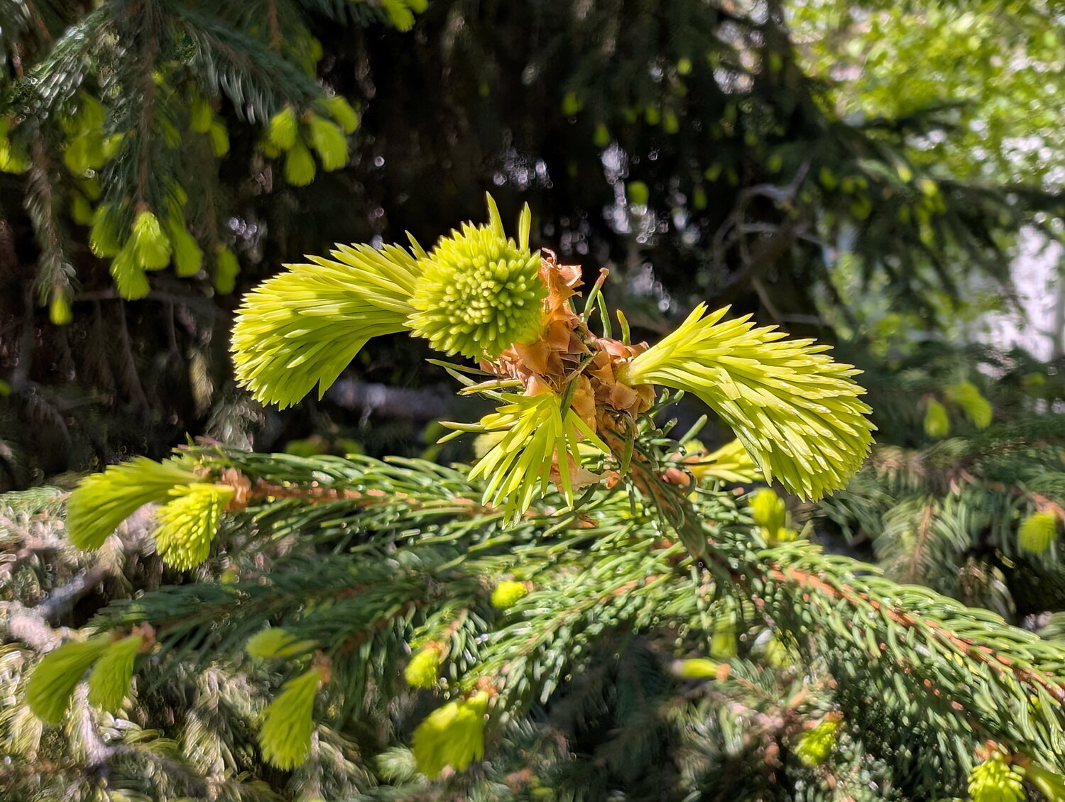 PXL_20260503.jpg.b5bccf8d7df92872406bbf0ff51bc6b6.jpg